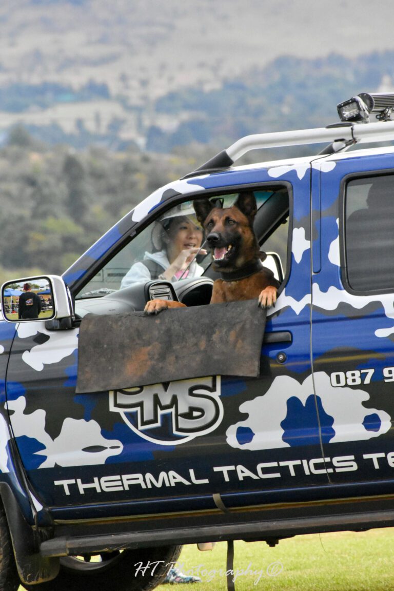Our Protection Dogs