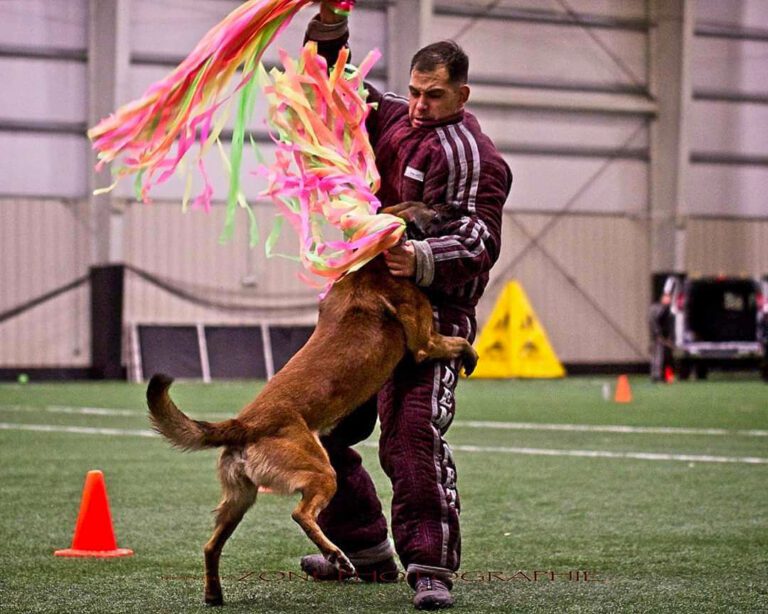 Our Protection Dogs