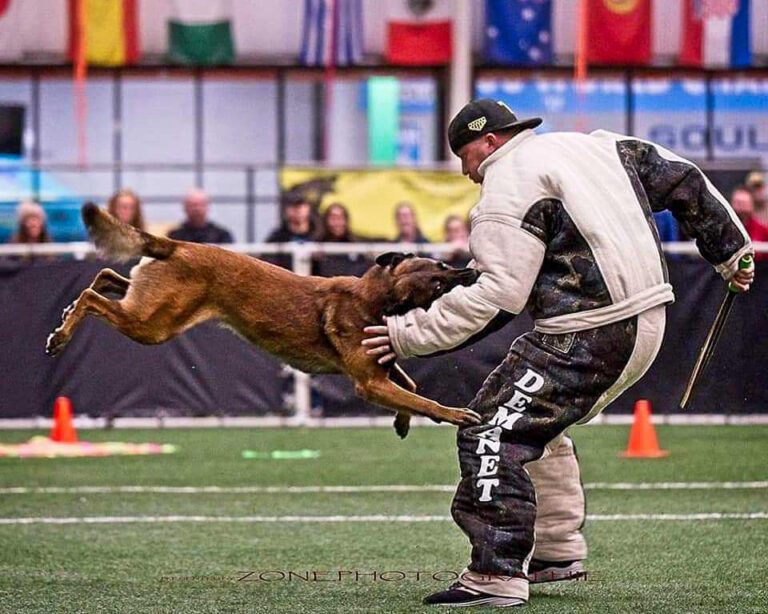 Our Protection Dogs