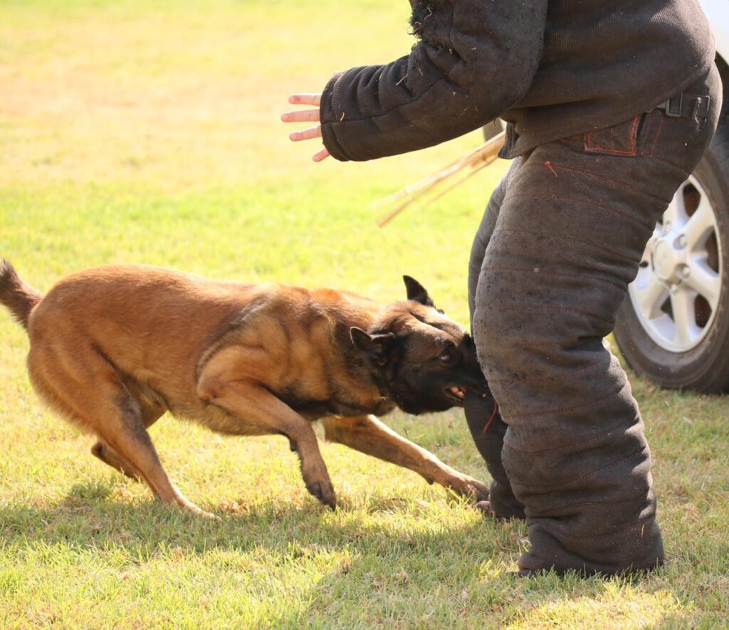 A Malinois gripping the bite suit during protection training