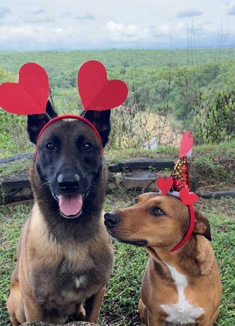 Two dogs from the Billy Bones and Millicent story wearing heart headbands