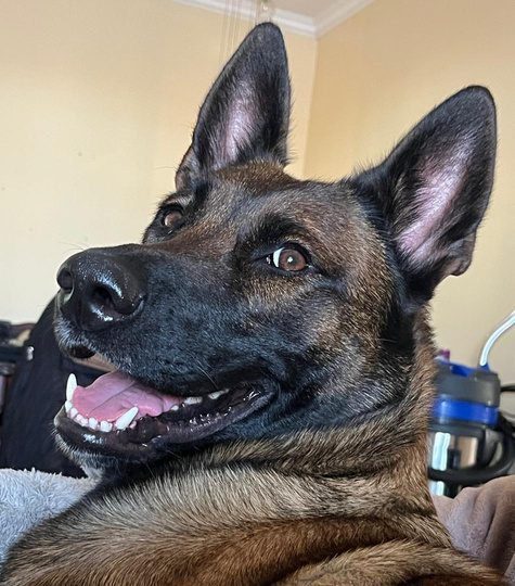 Close-up of a Belgian Malinois from the Billy Bones and Millicent story