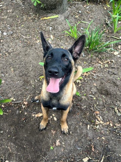 A young Malinois puppy from the Ripley story