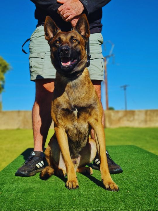 A fully trained Complete Companion sitting calmly with its handler