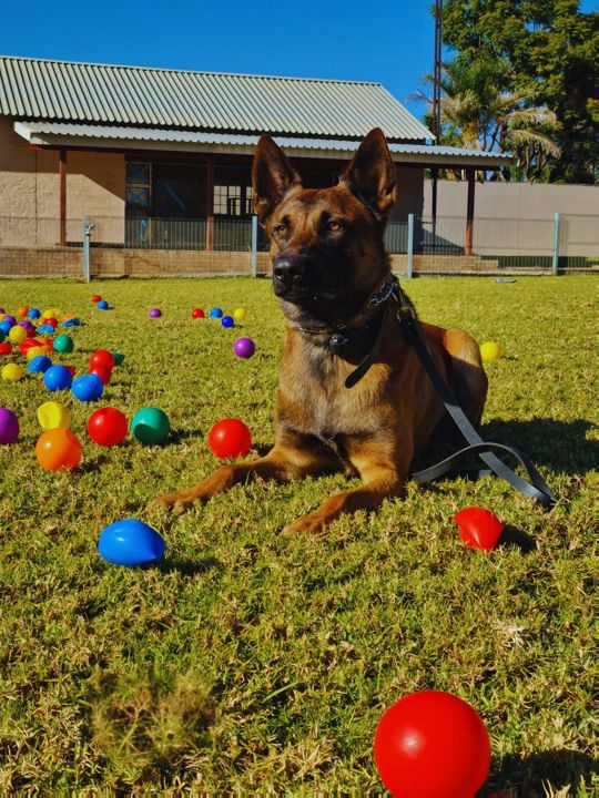 A young Project Dog lying on the grass among coloured balls