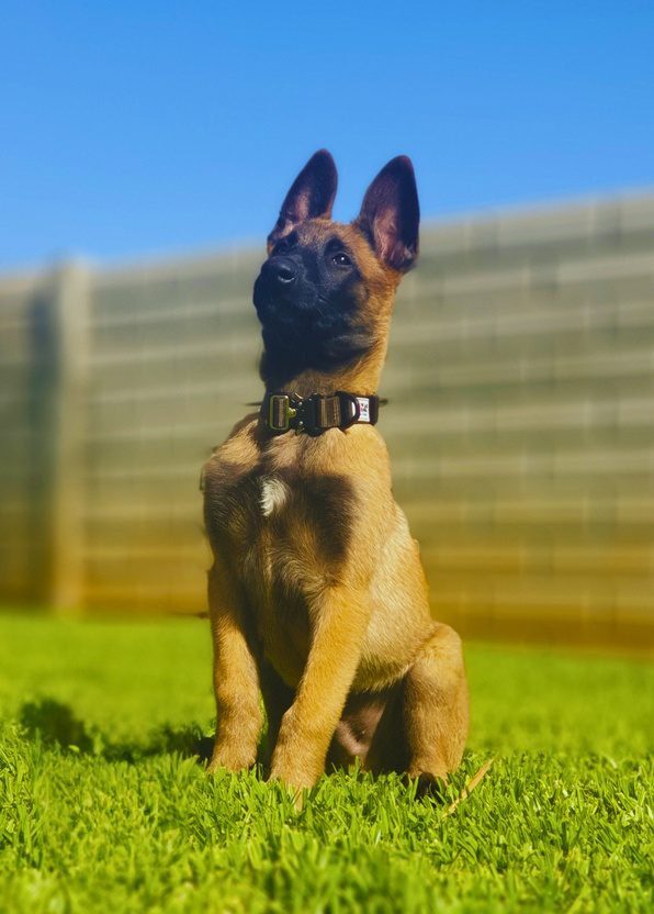 A Super Pup Malinois puppy sitting in the grass
