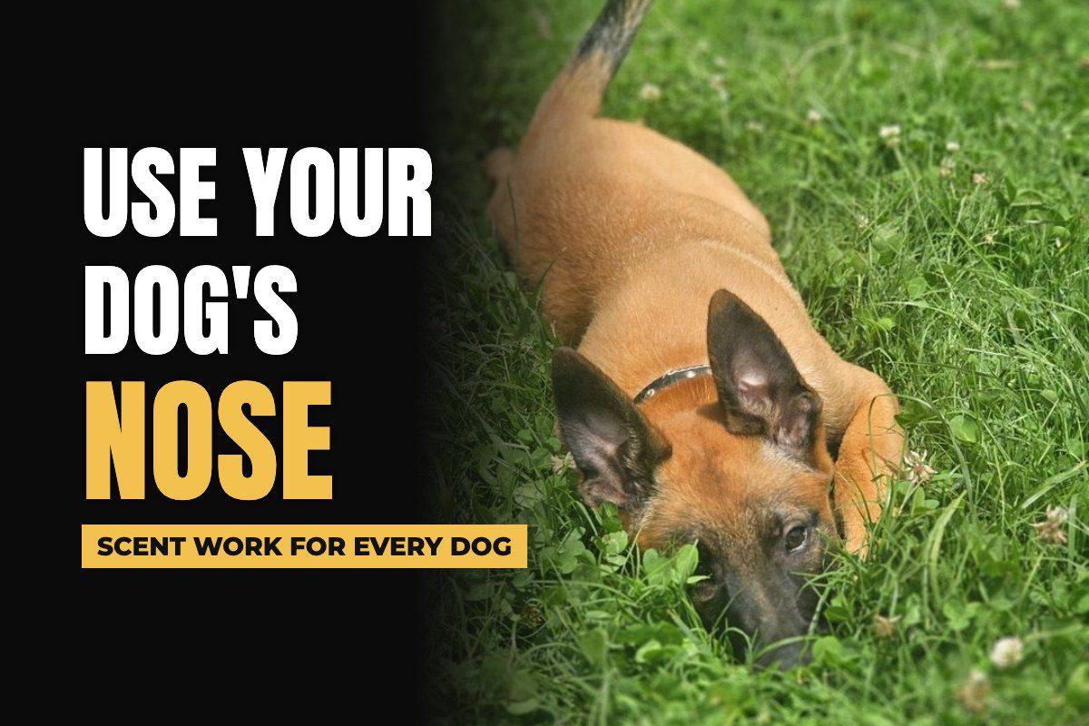 Malinois puppy sniffing the grass during a scent work game